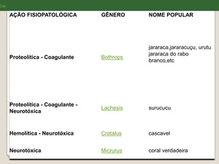 AÇÃO FISIOPATOLÓGICA GÊNERO NOME POPULAR
Proteolítica - Coagulante Bothrops
jararaca,jararacuçu, urutu
jararaca do rabo
branco,etc
Proteolítica - Coagulante -
Neurotóxica
Lachesis surucucu
Hemolítica - Neurotóxica Crotalus cascavel
Neurotóxica Micrurus coral verdadeira
Top
 