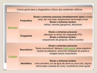 Chave geral para o diagnóstico clínico dos acidentes ofídicos
Bothrops
Proteolítico
Sinais e sintomas precoces (imediatamente após) inchaço
local, dor viva local, sangramento hemorrágico local
Sinais e sintomas tardios:
bolhas, necrose (gangrena), abscessos
Coagulante
Sinais e sintomas precoces:
alteração no tempo de coagulação (TC)
Sinais e sintomas tardios:
sangramento de gengivas, olhos e ouvidos
Crotalus
Neurotóxico
Sinais e sintomas precoces:
“fácies neurotóxica”:diplopia (visão dupla), ptose palpebral
(queda de pálpebra), anisocoria (dilatação da pupila) e
mialgias (dores musculares)
Hemolítico
Sinais e sintomas tardios:
urina vermelha, cor de água de carne ou coca cola, oligúria
(diminuição e parada da urina), insuficiência renal aguda
 