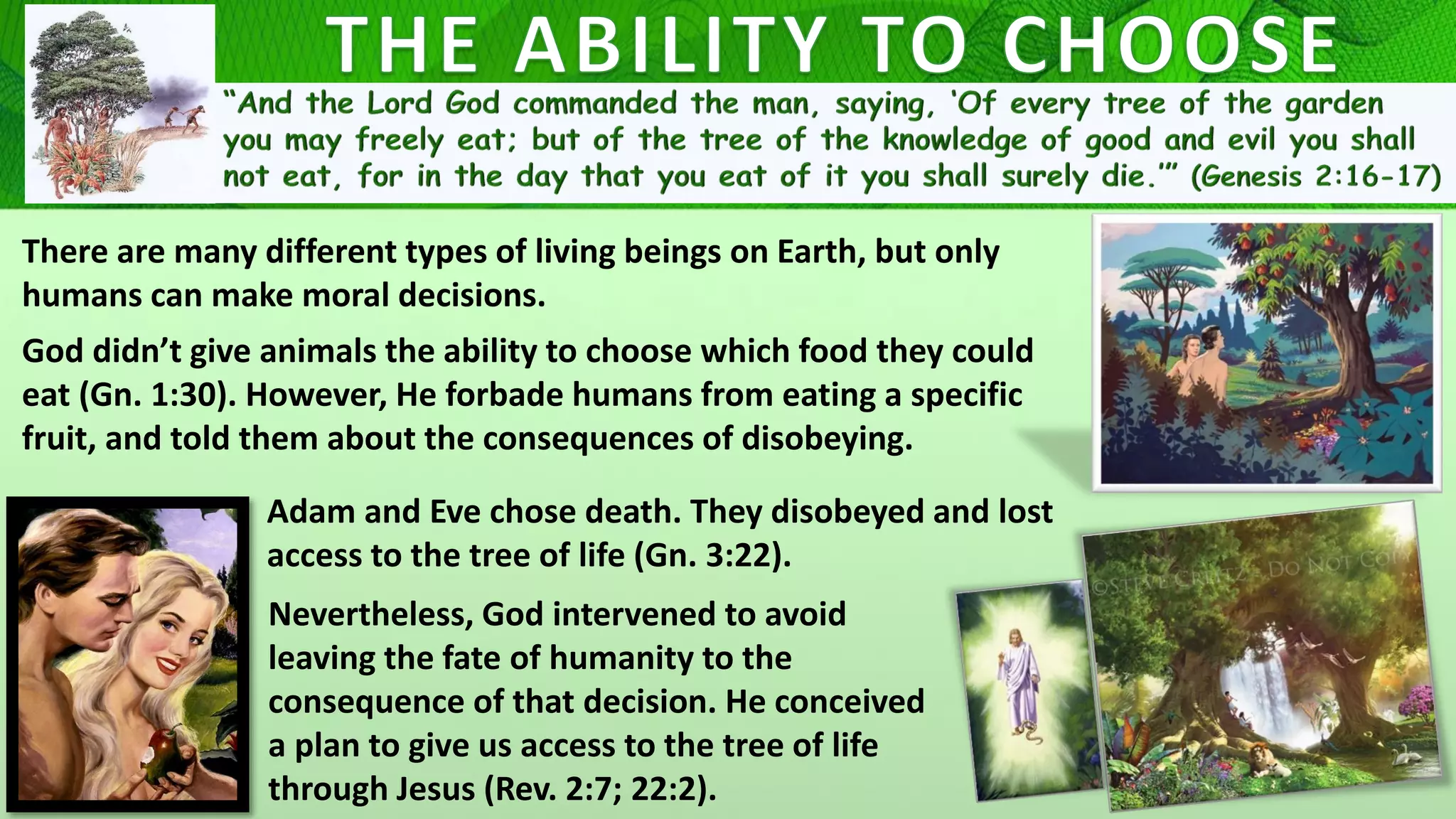 There are many different types of living beings on Earth, but only
humans can make moral decisions.
God didn’t give animals the ability to choose which food they could
eat (Gn. 1:30). However, He forbade humans from eating a specific
fruit, and told them about the consequences of disobeying.
Nevertheless, God intervened to avoid
leaving the fate of humanity to the
consequence of that decision. He conceived
a plan to give us access to the tree of life
through Jesus (Rev. 2:7; 22:2).
Adam and Eve chose death. They disobeyed and lost
access to the tree of life (Gn. 3:22).
 