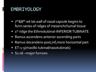 endoscopic anatomy of nasal cavity | PPTX