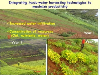 Integrating insitu water harvesting technologies to
                maximize productivity




Increased water infiltration

Concentration of resources                    Year 1
  (OM, nutrients, water)

  Year 2                                        Year 3
 