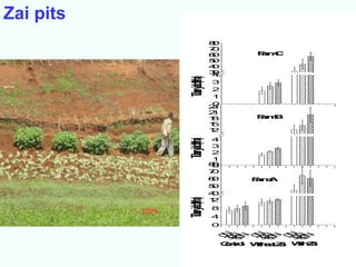 Zai pits
                              8
                              0
                              7
                              0
                              6
                              0         Fm
                                        a C
                                         r
                              5
                              0
                              4
                              0
                              3
                              0
                              4




           Tuberyield(t/ha)
                              3
                              2
                              1
                              0
                              2
                              4
                              2
                              1
                              1
                              8        Fm
                                       a B
                                        r
                              1
                              5
                              1
                              2
                              4




           Tuberyield(t/ha)
                              3
                              2
                              1
                              8
                              0
                              0
                              7
                              0
                              6
                              0        Fm
                                       a A
                                        r
                              5
                              0
                              4
                              0
           Tuberyield(t/ha)   1
                              2
                              8
                              4
                              0
                              30NN

                              30NN

                              30NN
                              60N

                              60N

                              60N
                                0

                                0

                                0
                                  C to W otZ W Z
                                  o rl
                                   n   ihu a
                                        t   i ih a
                                              t  i
 