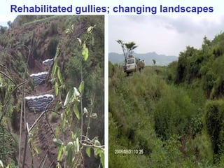 Rehabilitated gullies; changing landscapes
 