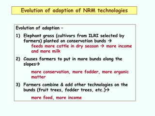 Evolution of adoption of NRM technologies


Evolution of adoption –
1) Elephant grass (cultivars from ILRI selected by
   farmers) planted on conservation bunds 
       feeds more cattle in dry season  more income
       and more milk
2) Causes farmers to put in more bunds along the
   slopes
       more conservation, more fodder, more organic
       matter
3) Farmers combine & add other technologies on the
   bunds (fruit trees, fodder trees, etc.)
       more food, more income
 
