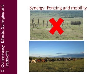 Community conservancies and payments for wildlife conservation (PWC) as a coping strategy under different conservancy institutional arrangements