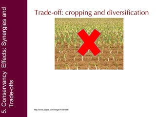 Community conservancies and payments for wildlife conservation (PWC) as a coping strategy under different conservancy institutional arrangements