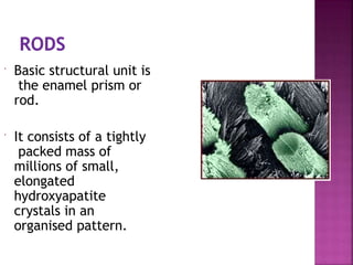  Basic structural unit is
the enamel prism or
rod.
 It consists of a tightly
packed mass of
millions of small,
elongated
hydroxyapatite
crystals in an
organised pattern.
 