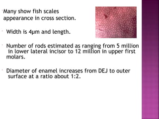  Many show fish scales
appearance in cross section.
 Width is 4µm and length.
 Number of rods estimated as ranging from 5 million
in lower lateral incisor to 12 million in upper first
molars.
 Diameter of enamel increases from DEJ to outer
surface at a ratio about 1:2.
 