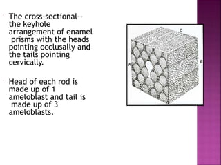  The cross-sectional--
the keyhole
arrangement of enamel
prisms with the heads
pointing occlusally and
the tails pointing
cervically.
 Head of each rod is
made up of 1
ameloblast and tail is
made up of 3
ameloblasts.
 