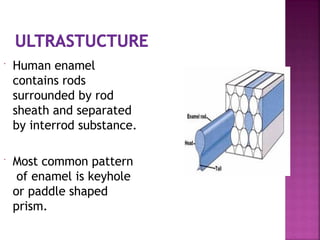  Human enamel
contains rods
surrounded by rod
sheath and separated
by interrod substance.
 Most common pattern
of enamel is keyhole
or paddle shaped
prism.
 