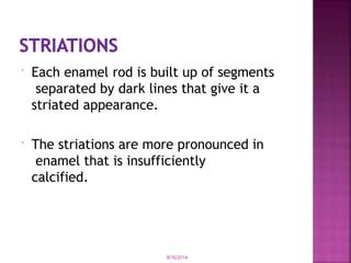  Each enamel rod is built up of segments
separated by dark lines that give it a
striated appearance.
 The striations are more pronounced in
enamel that is insufficiently
calcified.
9/16/2014
 
