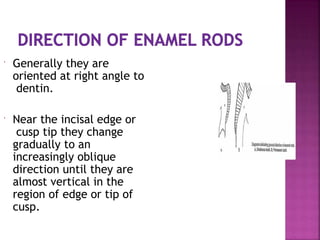  Generally they are
oriented at right angle to
dentin.
 Near the incisal edge or
cusp tip they change
gradually to an
increasingly oblique
direction until they are
almost vertical in the
region of edge or tip of
cusp.
 