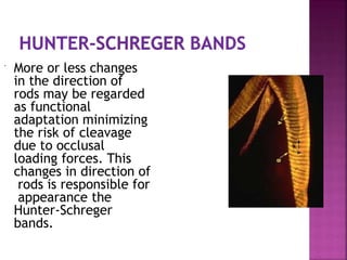  More or less changes
in the direction of
rods may be regarded
as functional
adaptation minimizing
the risk of cleavage
due to occlusal
loading forces. This
changes in direction of
rods is responsible for
appearance the
Hunter-Schreger
bands.
 