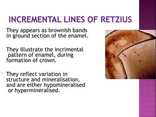  They appears as brownish bands
in ground section of the enamel.
 They illustrate the incrimental
pattern of enamel, during
formation of crown.
 They reflect variation in
structure and mineralisation,
and are either hypomineralised
or hypermineralised.
 