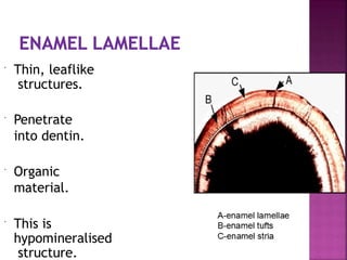  Thin, leaflike
structures.
 Penetrate
into dentin.
 Organic
material.
 This is
hypomineralised
structure.
 