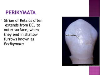  Striae of Retzius often
extends from DEJ to
outer surface, when
they end in shallow
furrows known as
Perikymata
 