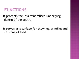  It protects the less mineralised underlying
dentin of the tooth.
 It serves as a surface for chewing, grinding and
crushing of food.
 