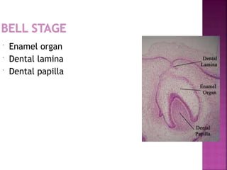  Enamel organ
 Dental lamina
 Dental papilla
 