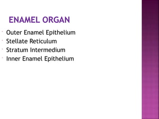  Outer Enamel Epithelium
 Stellate Reticulum
 Stratum Intermedium
 Inner Enamel Epithelium
 