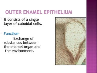  It consists of a single
layer of cuboidal cells.
 Function-
Exchange of
substances between
the enamel organ and
the environment.
 
