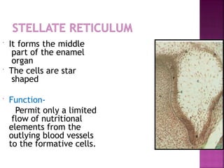  It forms the middle
part of the enamel
organ
 The cells are star
shaped
 Function-
Permit only a limited
flow of nutritional
elements from the
outlying blood vessels
to the formative cells.
 