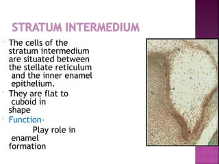  The cells of the
stratum intermedium
are situated between
the stellate reticulum
and the inner enamel
epithelium.
 They are flat to
cuboid in
shape
 Function-
Play role in
enamel
formation
 