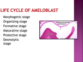  Morphogenic stage
 Organizing stage
 Formative stage
 Maturative stage
 Protective stage
 Desmolytic
stage
 