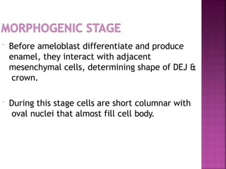  Before ameloblast differentiate and produce
enamel, they interact with adjacent
mesenchymal cells, determining shape of DEJ &
crown.
 During this stage cells are short columnar with
oval nuclei that almost fill cell body.
 