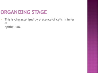 • This is characterized by presence of cells in inner
el
epithelium.
 