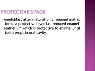  Ameloblast after maturation of enamel matrix
forms a protective layer i.e. reduced enamel
epithelium which is protective to enamel until
tooth erupt in oral cavity.
 