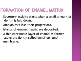  Secretory activity starts when a small amount of
dentin is laid down.
 Ameloblasts lose their projections.
 Islands of enamel matrix are deposited.
 A thin continuous layer of enamel is formed
along the dentin called dentinoenamel
membrane.
 