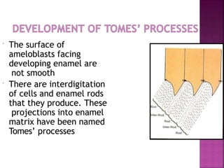  The surface of
ameloblasts facing
developing enamel are
not smooth
 There are interdigitation
of cells and enamel rods
that they produce. These
projections into enamel
matrix have been named
Tomes’ processes
 