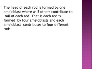  The head of each rod is formed by one
ameloblast where as 3 others contribute to
tail of each rod. That is each rod is
formed by four ameloblasts and each
ameloblast contributes to four different
rods.
 
