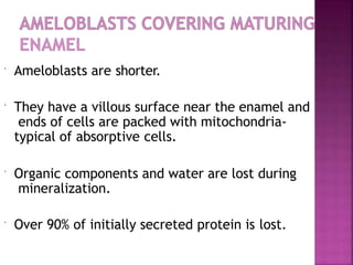  Ameloblasts are shorter.
 They have a villous surface near the enamel and
ends of cells are packed with mitochondria-
typical of absorptive cells.
 Organic components and water are lost during
mineralization.
 Over 90% of initially secreted protein is lost.
 