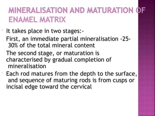  It takes place in two stages:-
First, an immediate partial mineralisation -25-
30% of the total mineral content
The second stage, or maturation is
characterised by gradual completion of
mineralisation
 Each rod matures from the depth to the surface,
and sequence of maturing rods is from cusps or
incisal edge toward the cervical
 