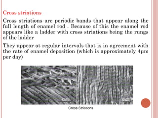 Cross striations Cross striations are periodic bands that appear along the full length of enamel rod . Because of this the enamel rod appears like a ladder with cross striations being the rungs of the ladder They appear at regular intervals that is in agreement with the rate of enamel deposition (which is approximately 4 μ m per day) Cross Striations 