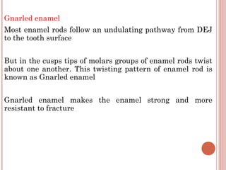 Gnarled enamel Most enamel rods follow an undulating pathway from DEJ to the tooth surface But in the cusps tips of molars groups of enamel rods twist about one another. This twisting pattern of enamel rod is known as Gnarled enamel Gnarled enamel makes the enamel strong and more resistant to fracture 