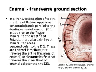 Tooth Retzius Enamel | PDF
