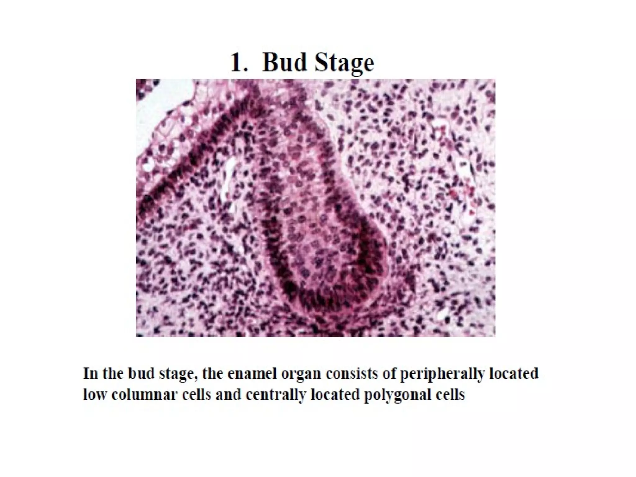Histology of Enamel | PPT