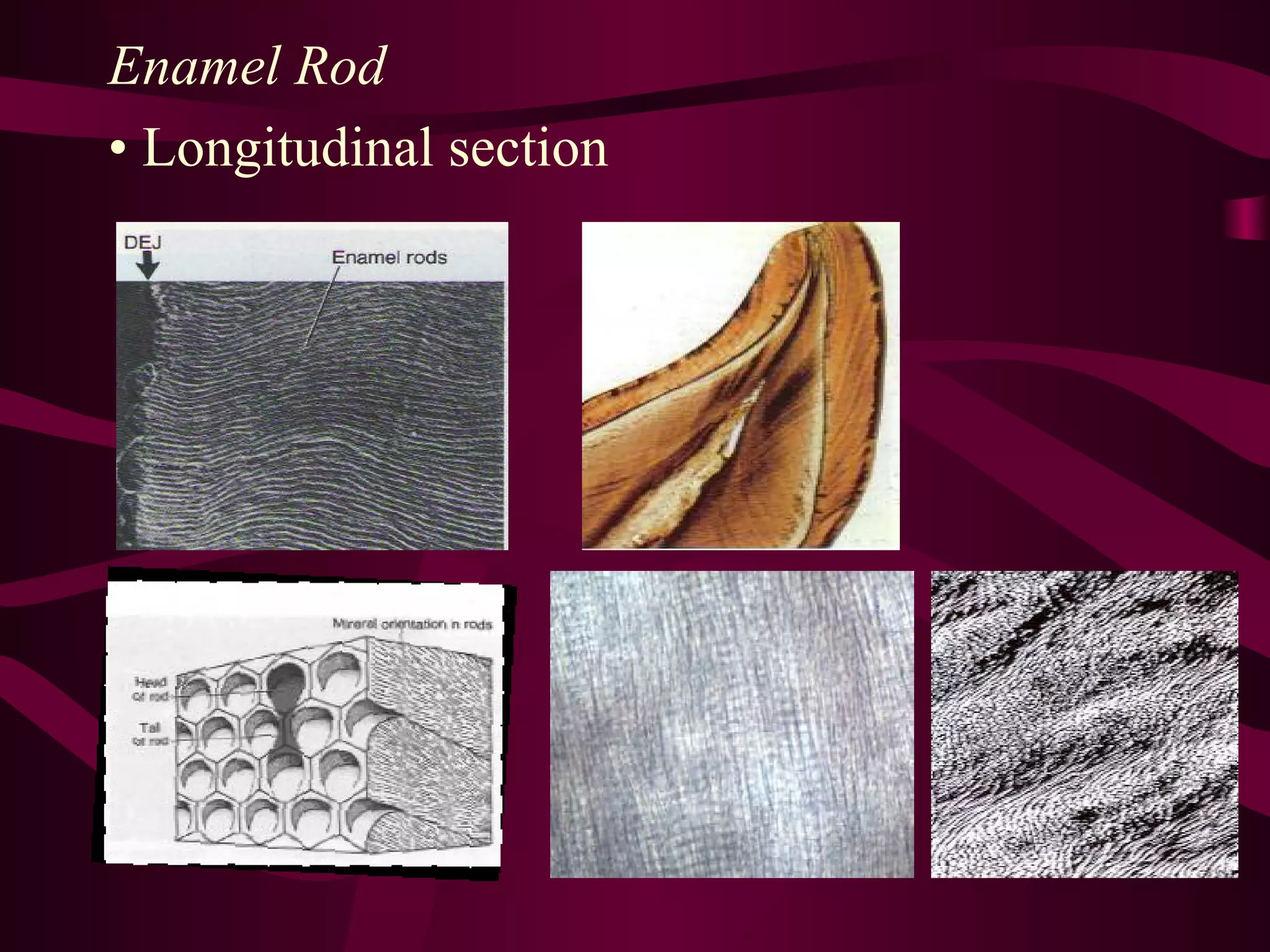 Histology of Enamel | PPT