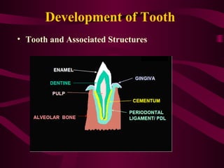 Histology of Enamel | PPT