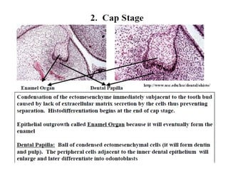 Histology of Enamel | PPT