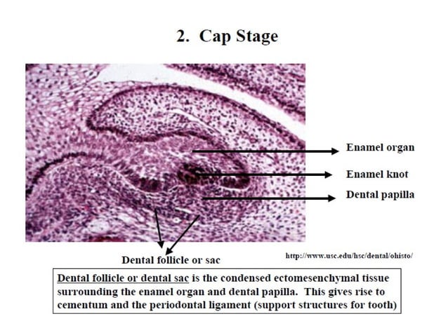 Histology of Enamel | PPT