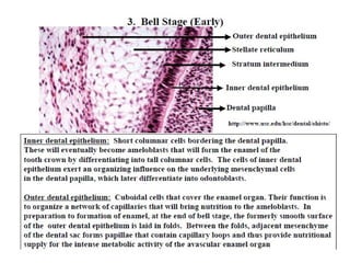 Histology of Enamel | PPT