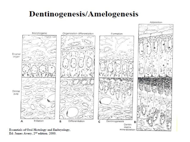 Histology of Enamel | PPT