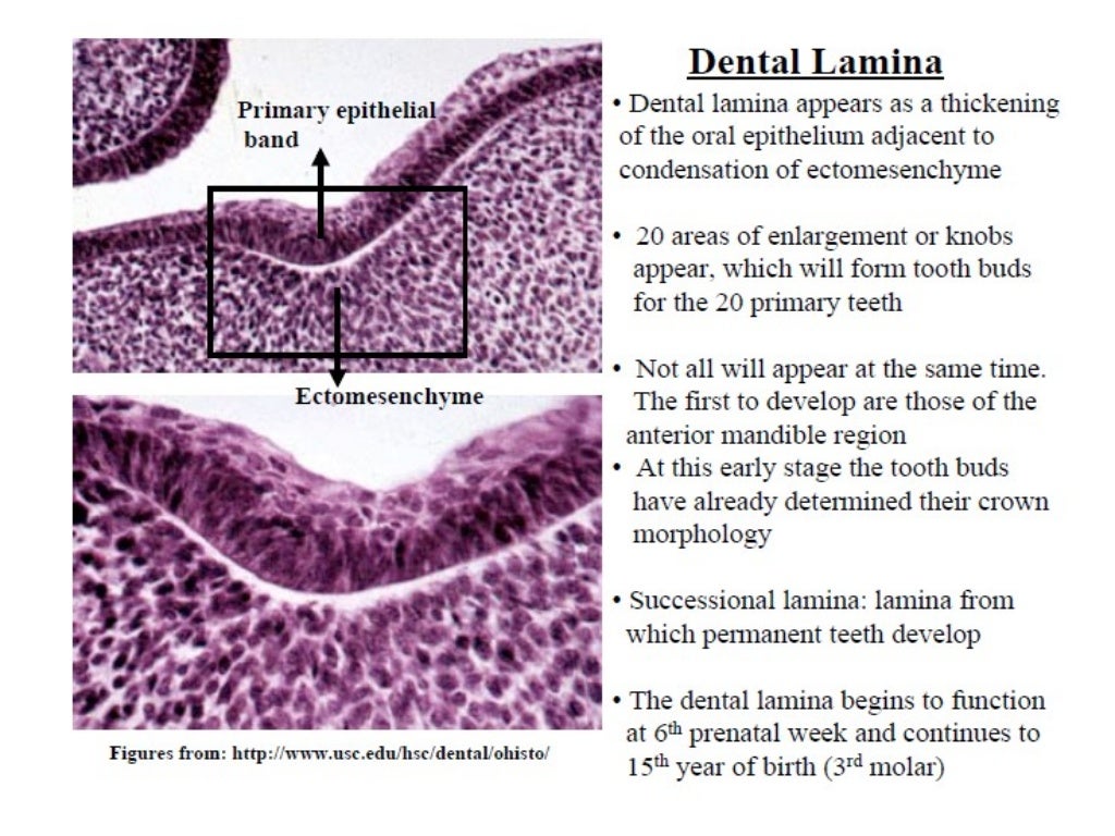 Week 11 Oral Histology And Embryology Enamel And Dent vrogue.co
