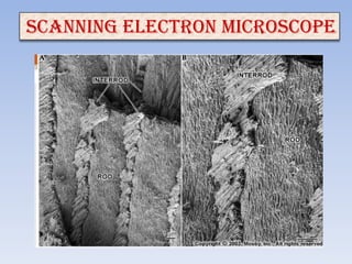 Scanning electron microscope
 