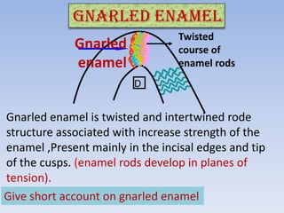 Enamel | PPTX