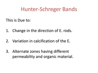 Hunter-Schreger Bands
This is Due to:
1. Change in the direction of E. rods.
2. Variation in calcification of the E.
3. Alternate zones having different
permeability and organic material.
 