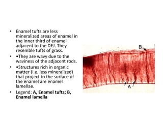 Enamel | PPTX